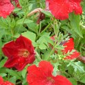Petunia x 'Avalanche rouge vif'